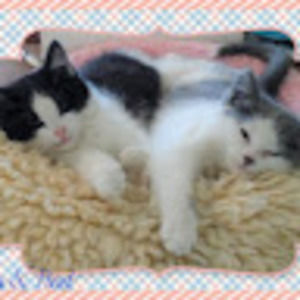 Meet your Posher, Cameron